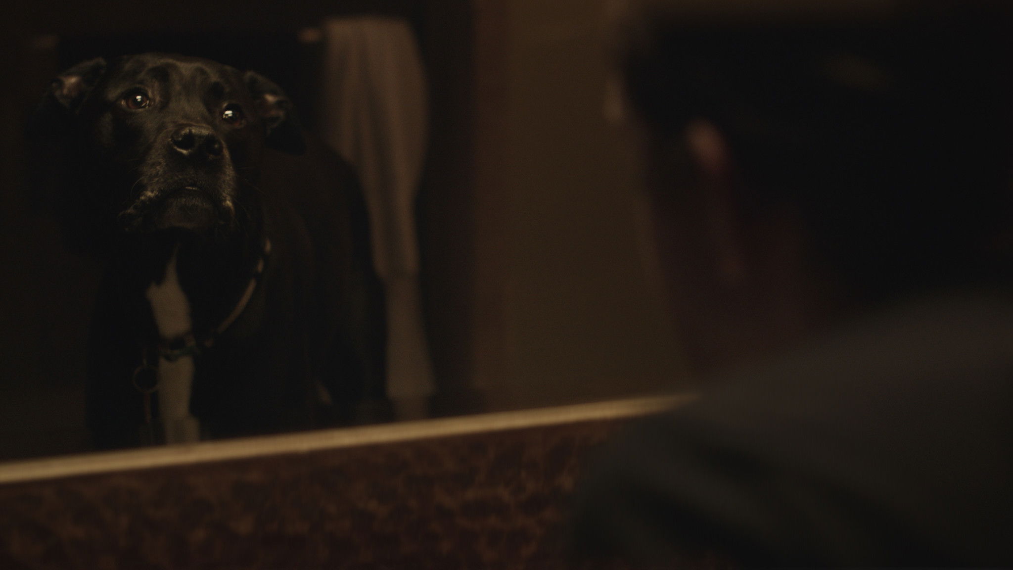 Backdrop for Dog Breath