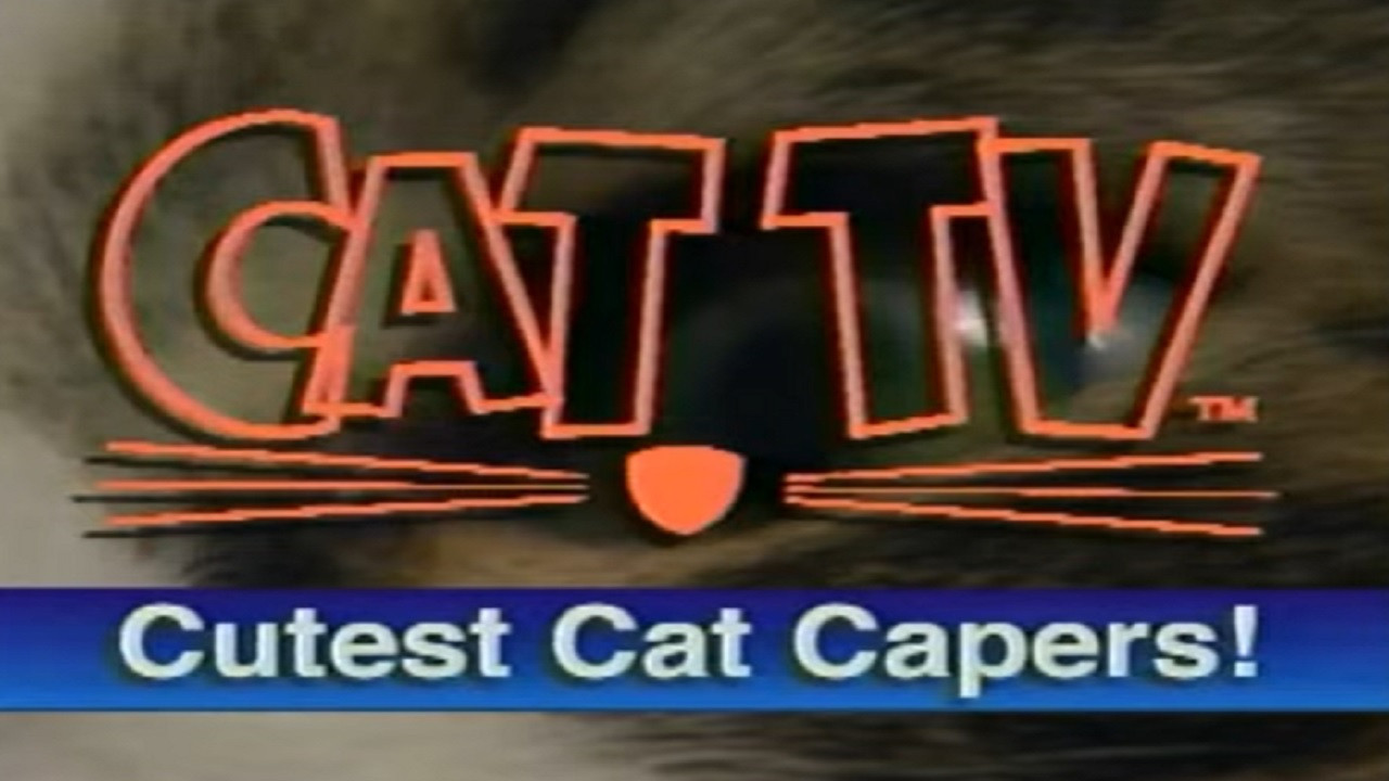 Backdrop for Cutest Cat Capers