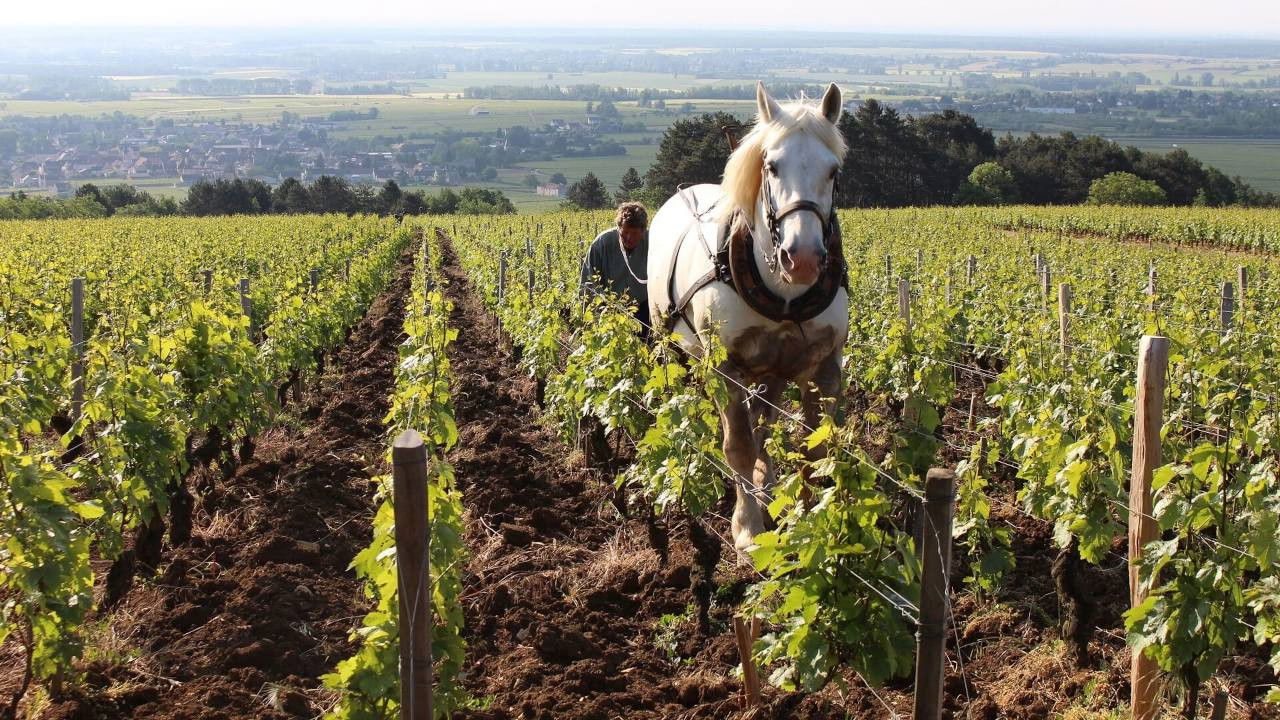 Backdrop for Grand Cru