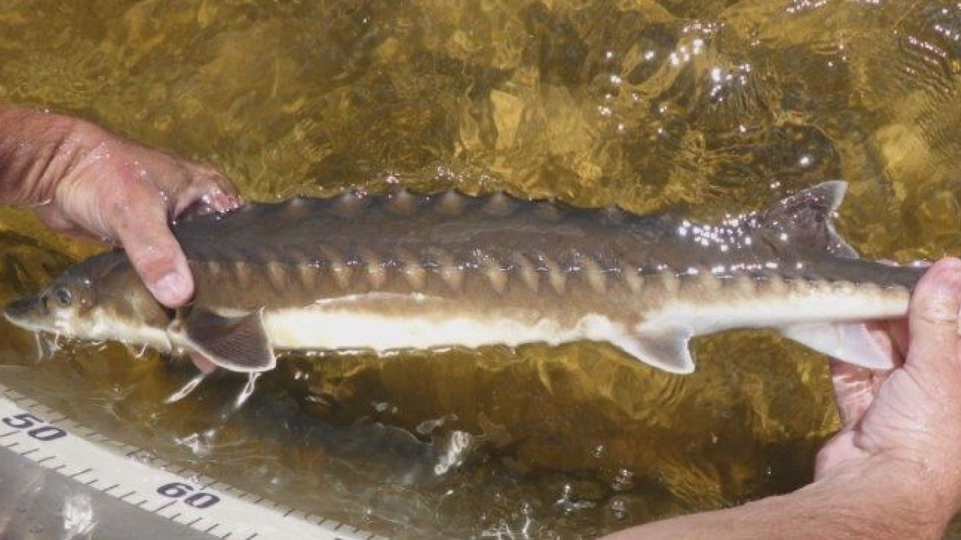 Backdrop for Billion Dollar Fish