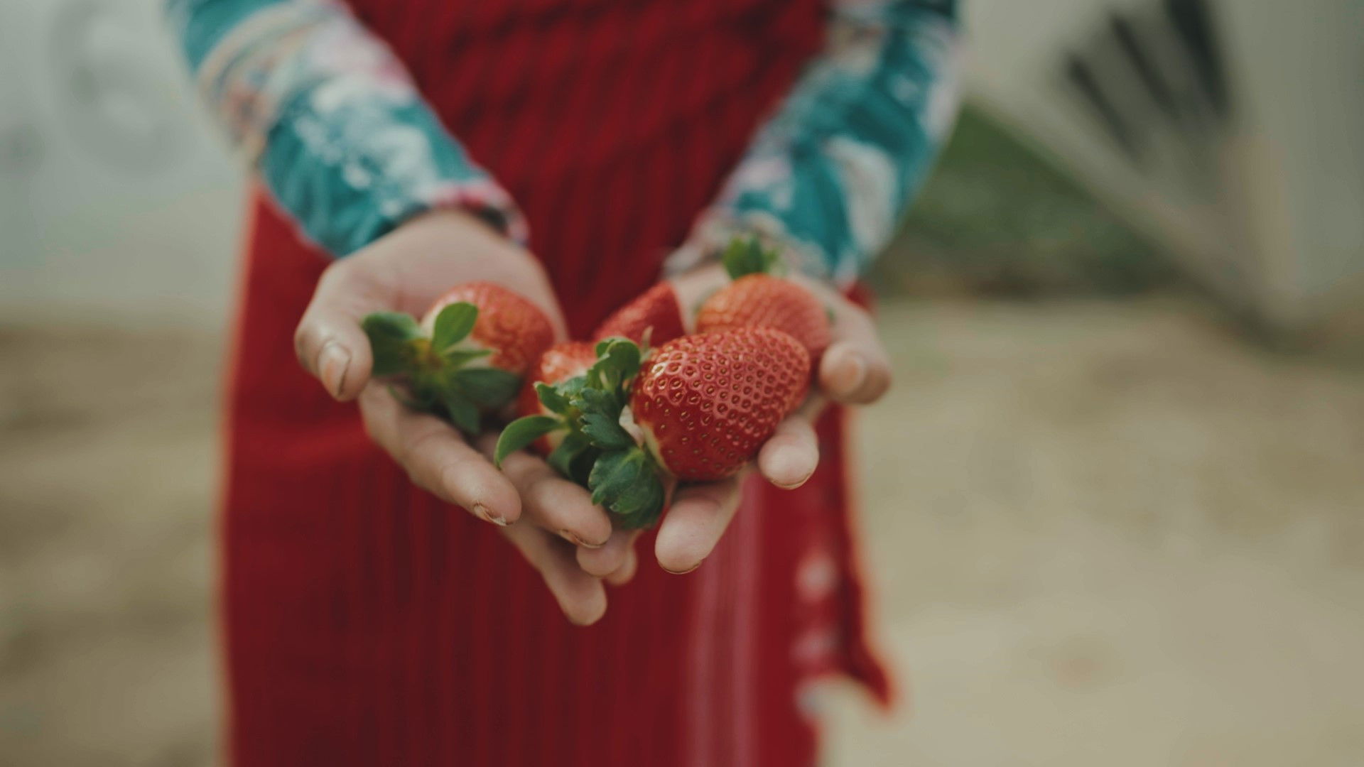 Backdrop for Bittere Früchte - Ausbeutung in der Landwirtschaft