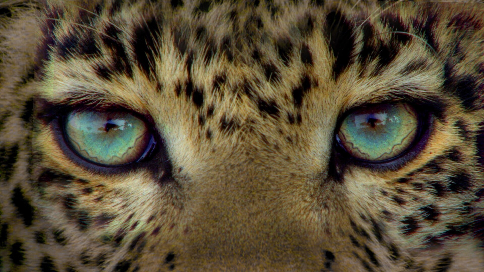 Backdrop for Jade Eyed Leopard