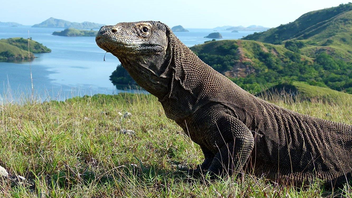 Backdrop for Dragon Island