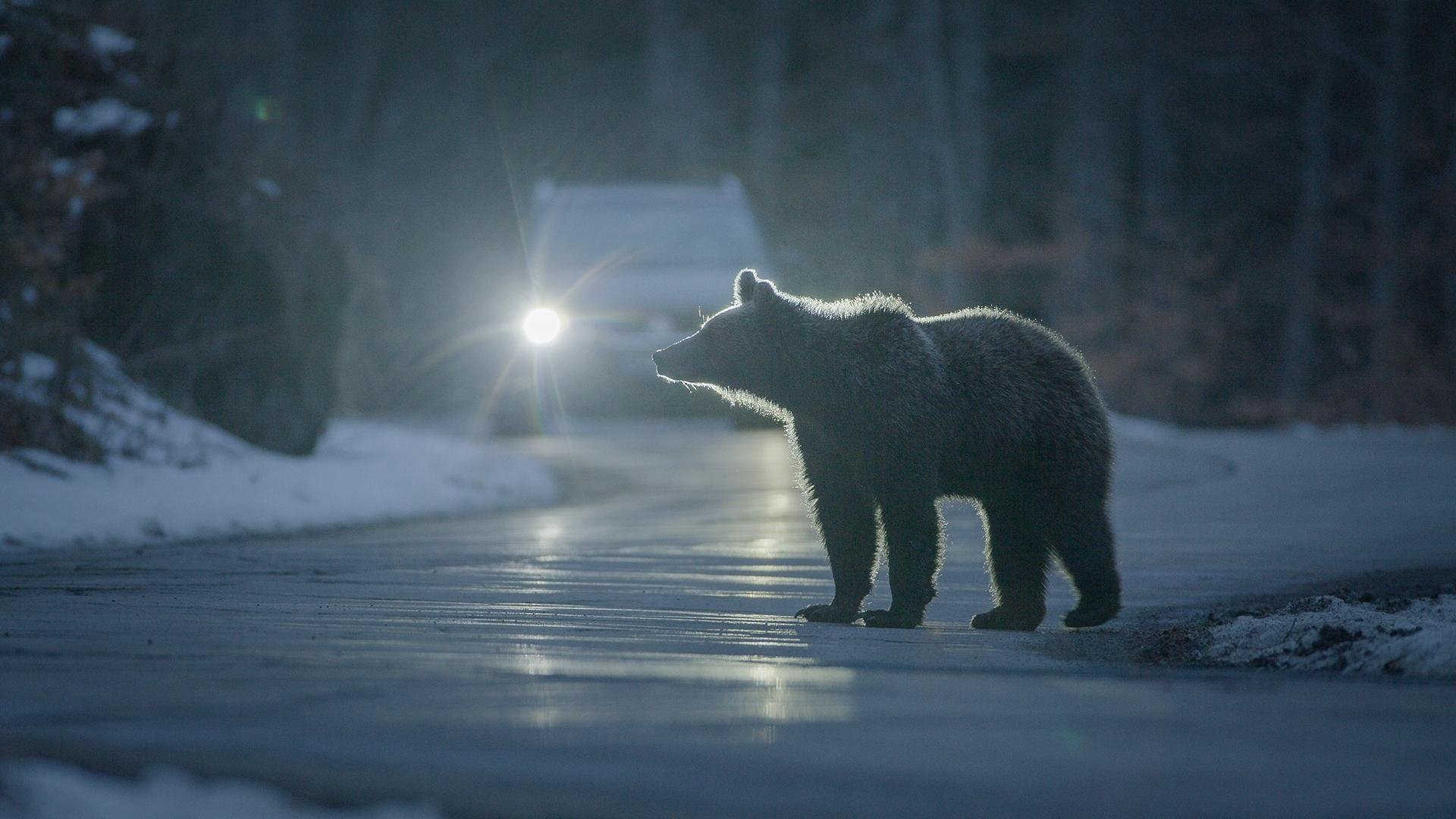 Backdrop for Backyard Bears of Transylvania