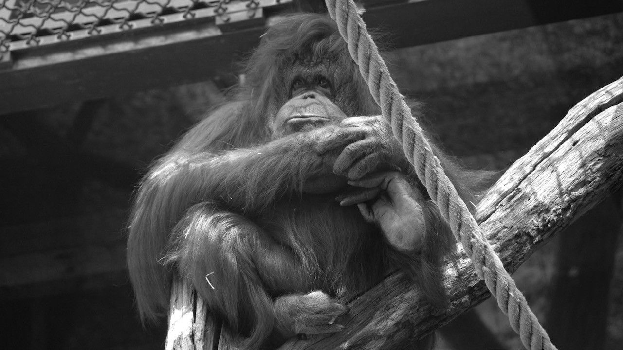 Backdrop for Nénette