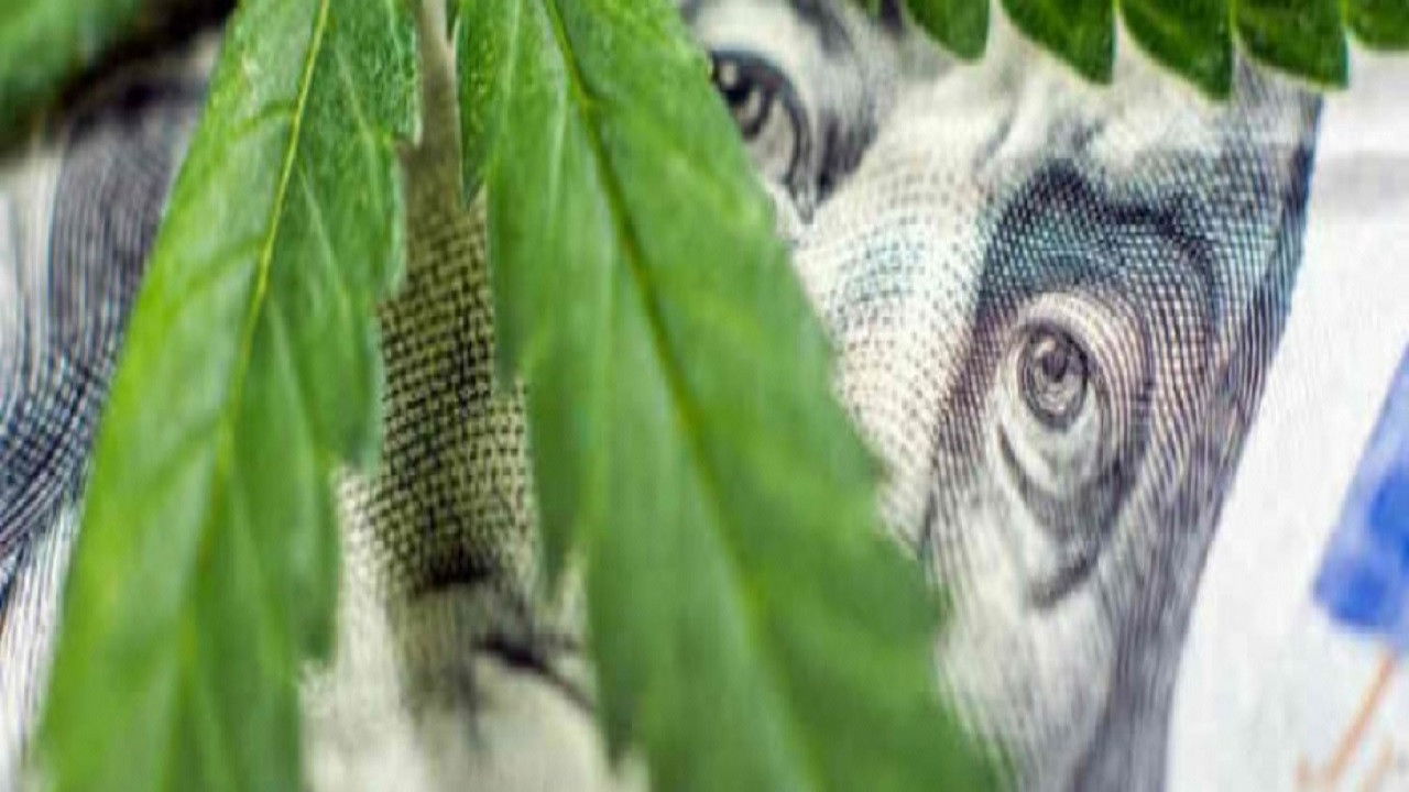 Backdrop for Cannabis : quand le deal est légal