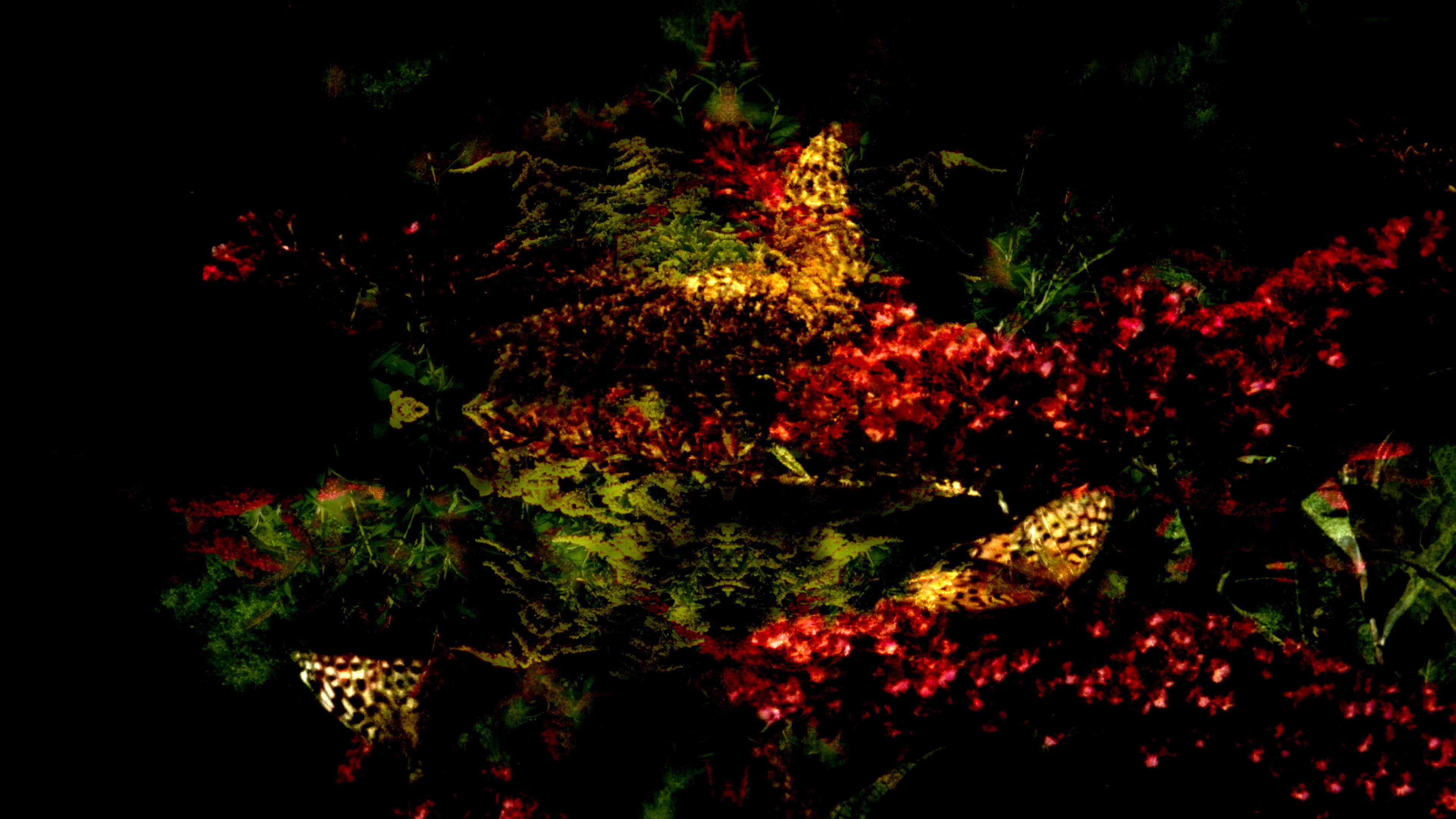 Backdrop for Butterfly 360°