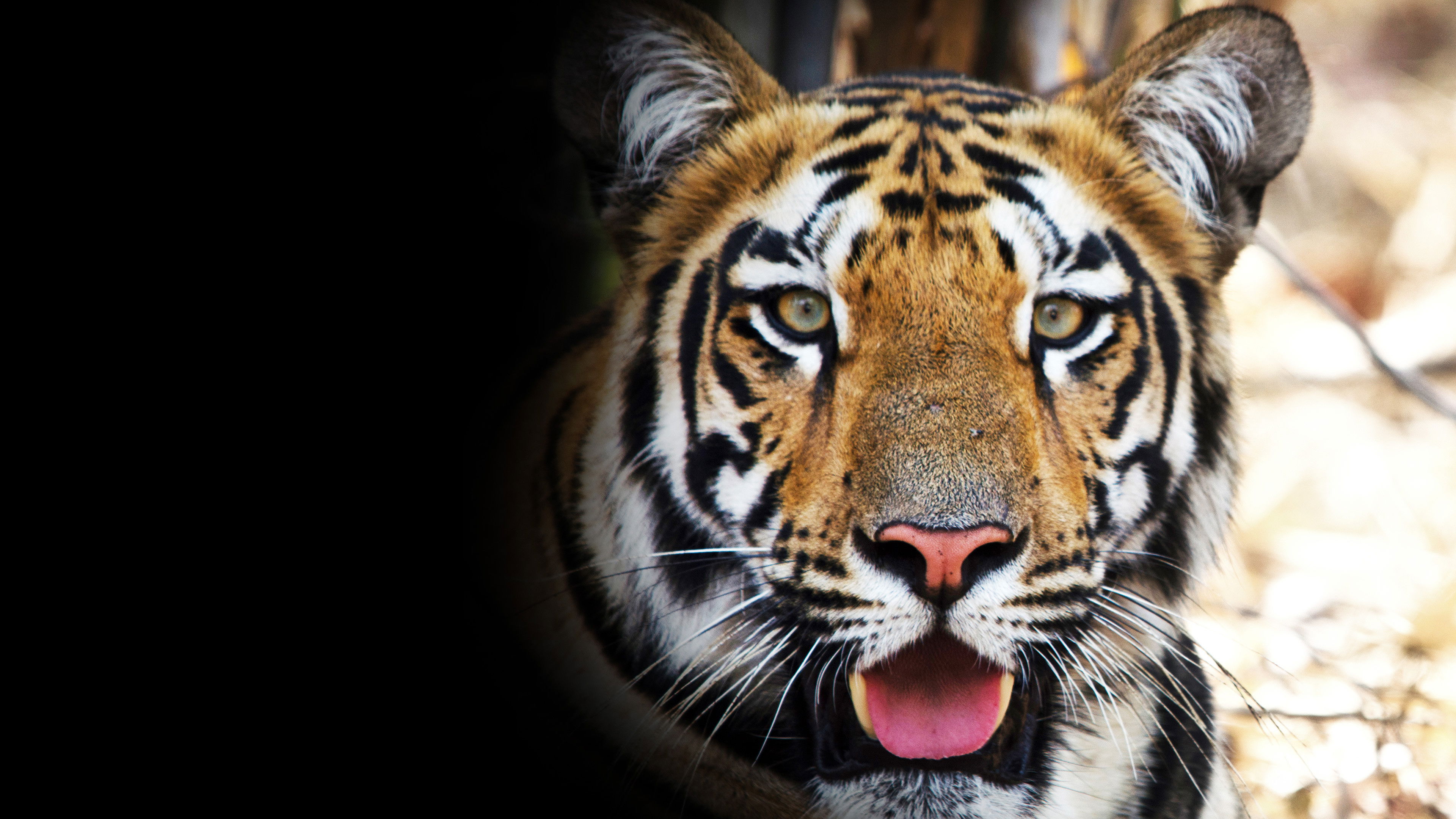 Backdrop for Tigress Blood