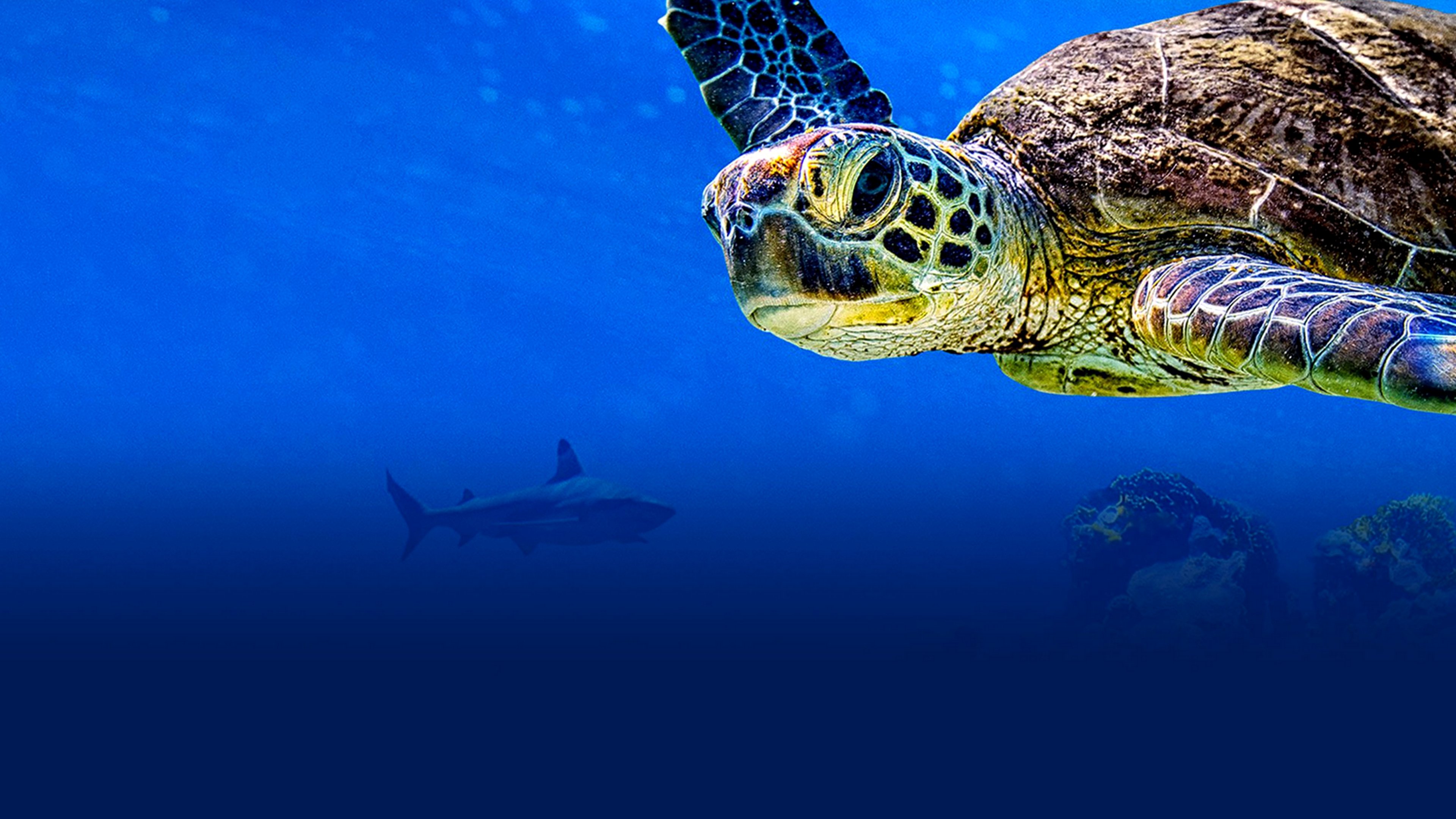 Backdrop for Turtle Odyssey