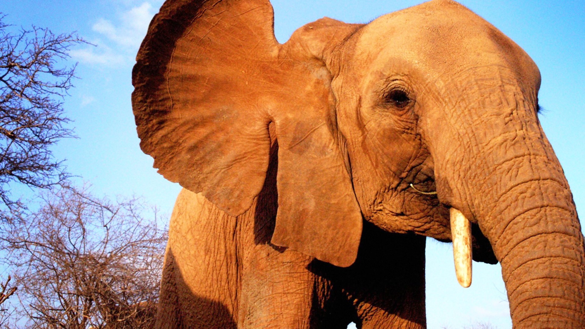 Backdrop for Elephant Diaries