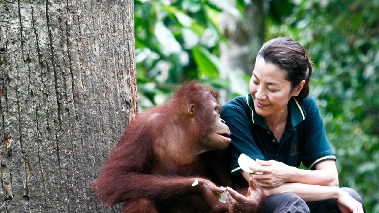 Backdrop for Among the Great Apes with Michelle Yeoh