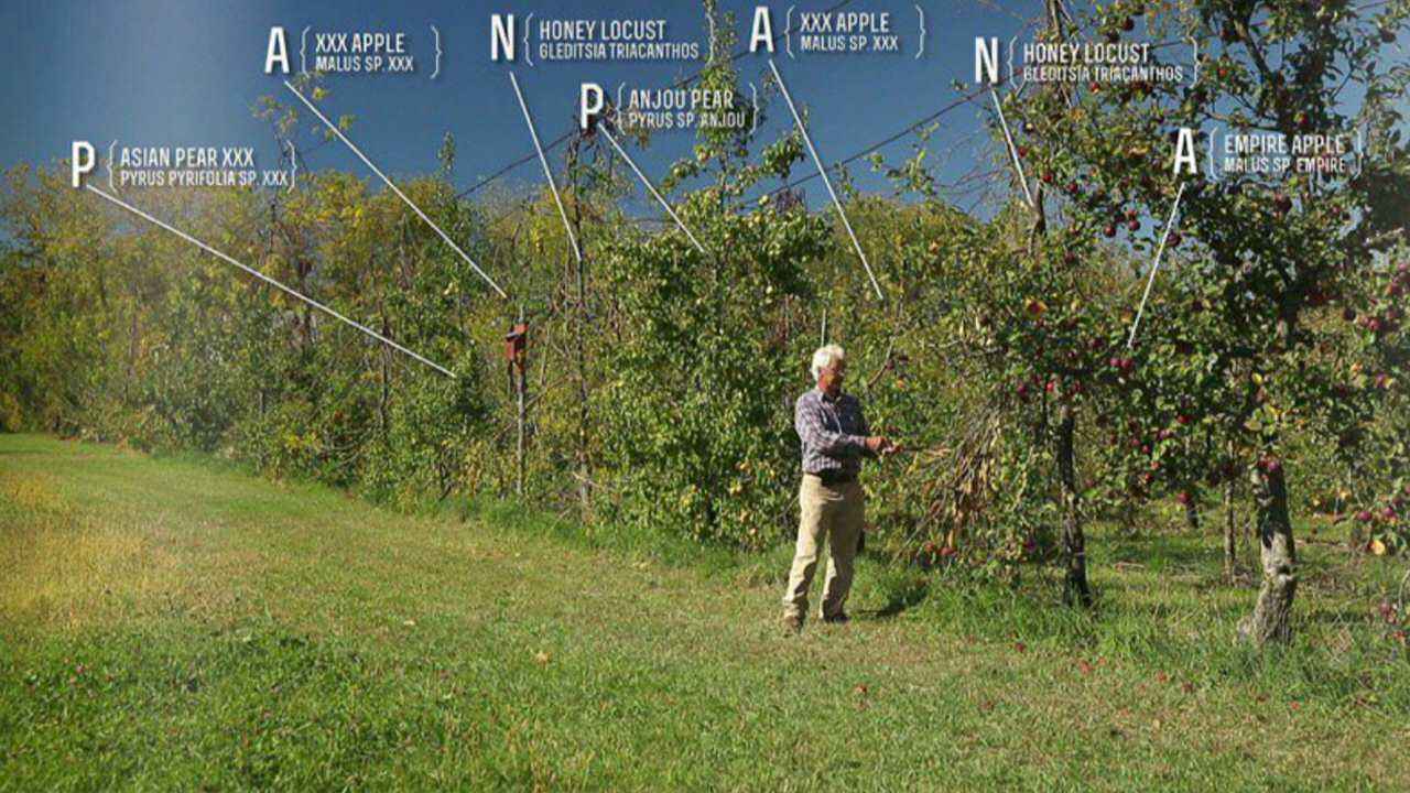 Backdrop for The Permaculture Orchard: Beyond Organic