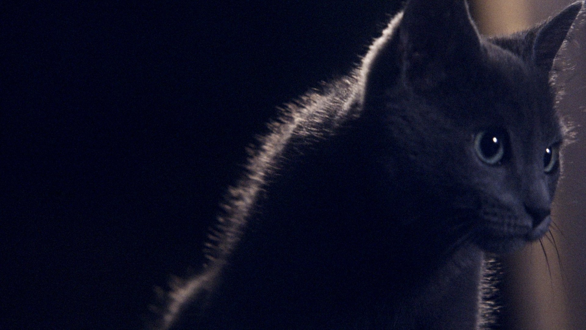 Backdrop for Somos animales