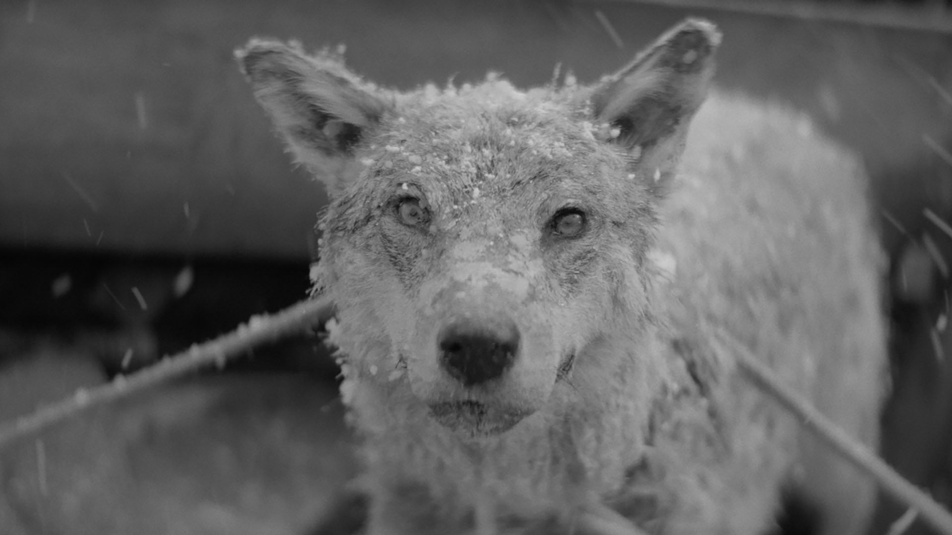 Backdrop for January