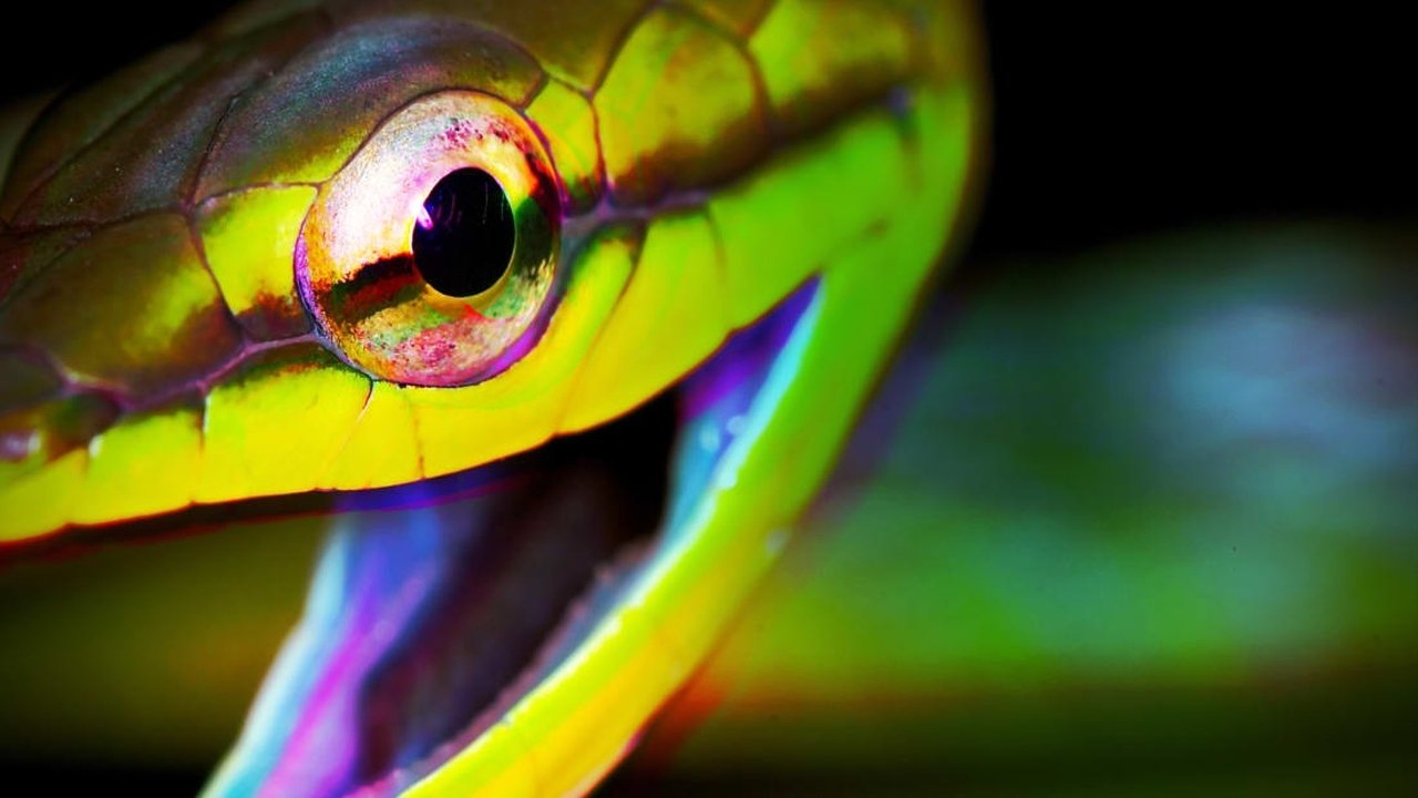 Backdrop for Weird, True & Freaky