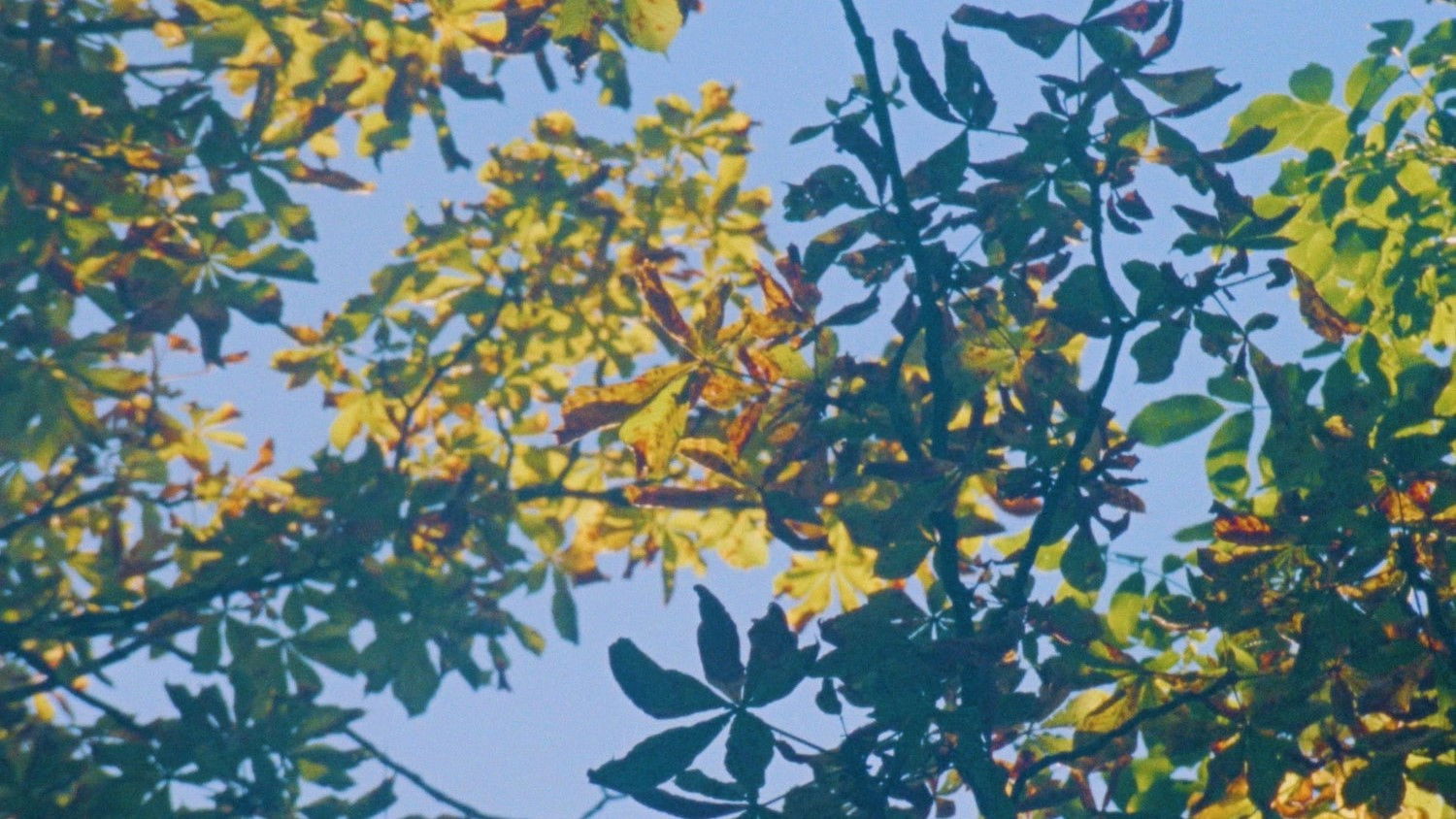 Backdrop for die kastanie