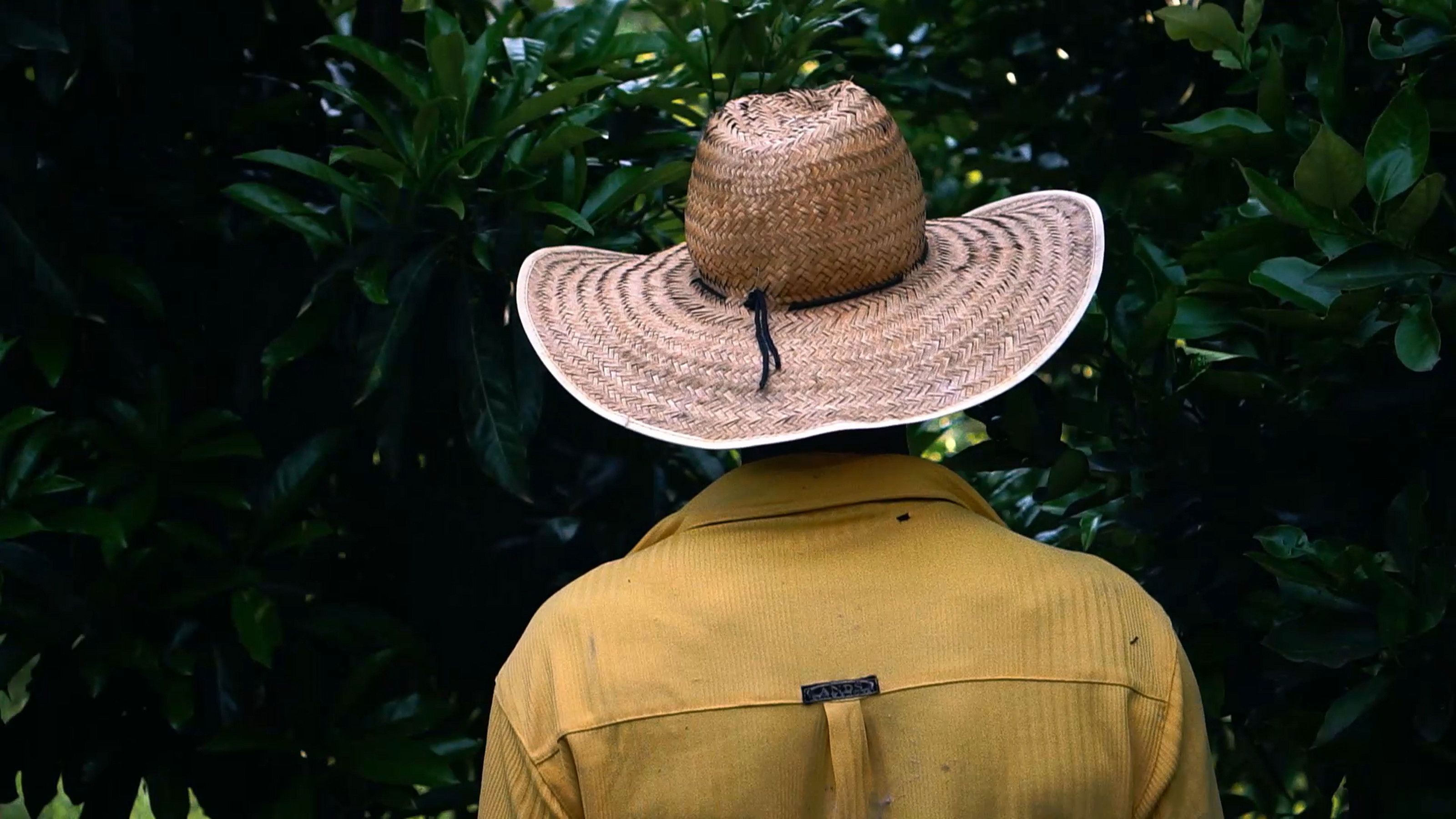 Backdrop for Bauxita