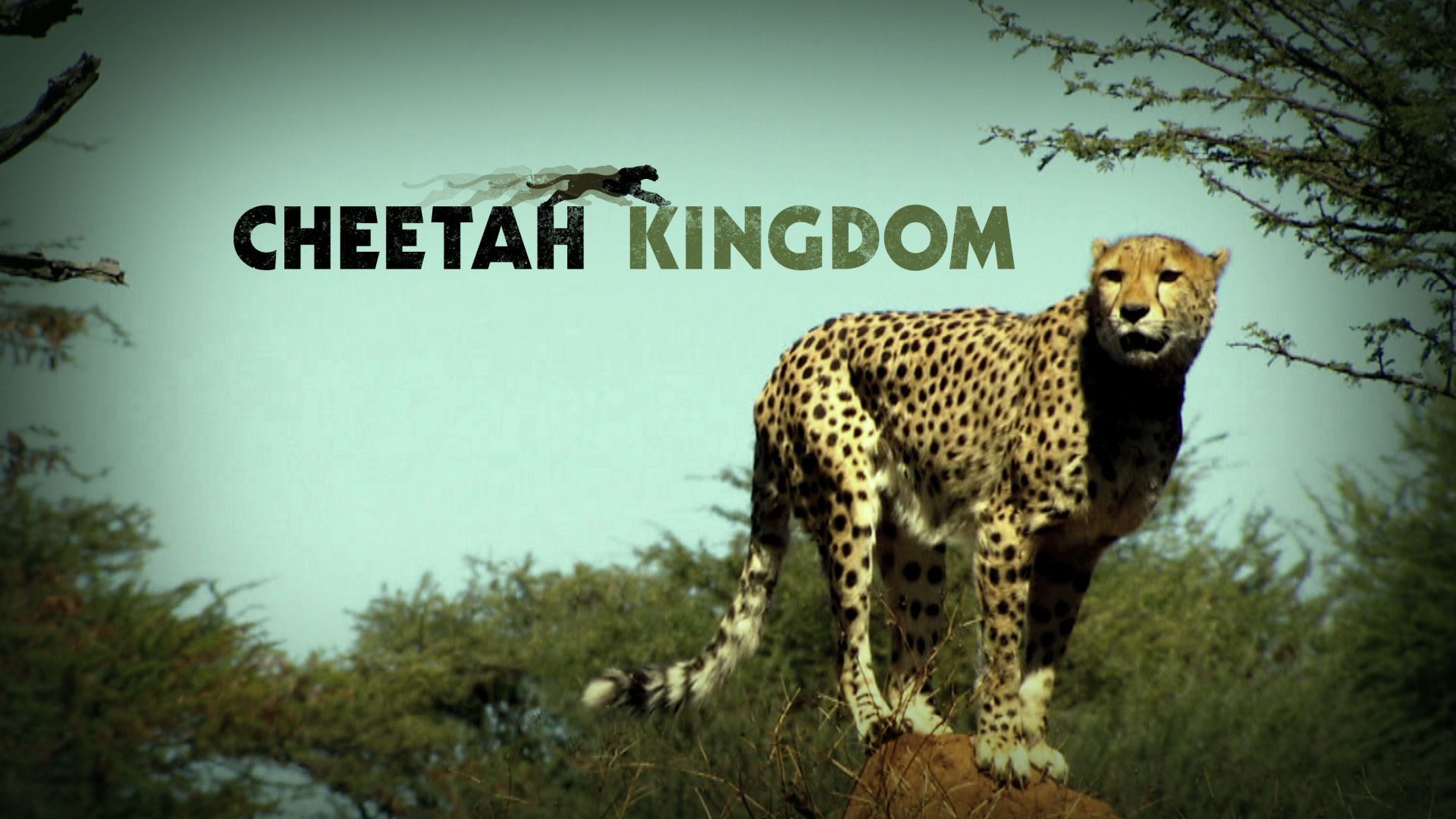 Backdrop for Cheetah Kingdom