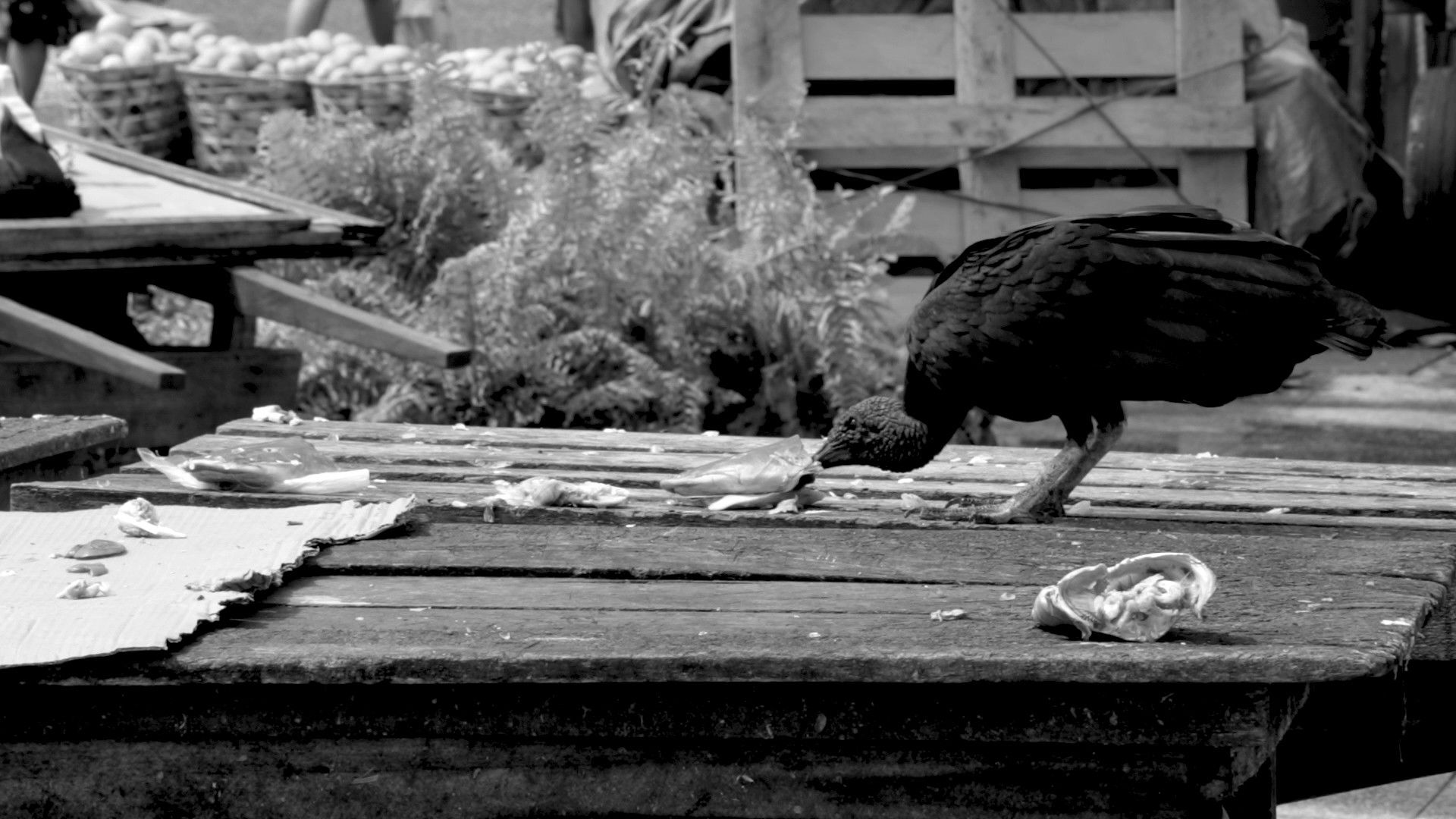 Backdrop for Rouxinol