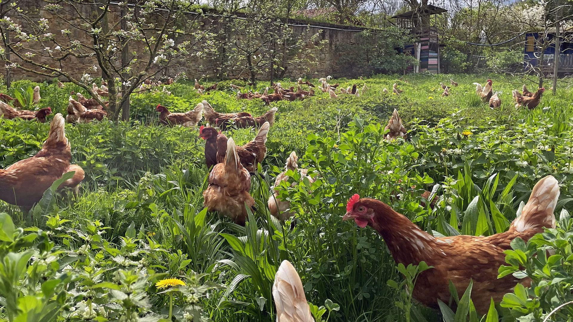 Backdrop for Die Bio-Revolution - Die Karriere der ökologischen Landwirtschaft