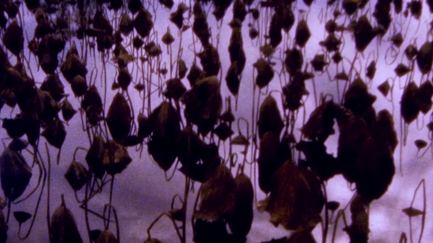 Backdrop for Hiroshima - Nagasaki