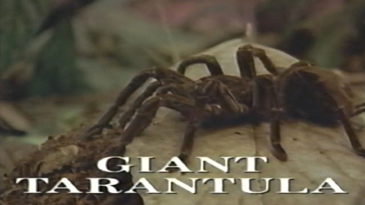 Backdrop for Predators of the Wild: Giant Tarantula