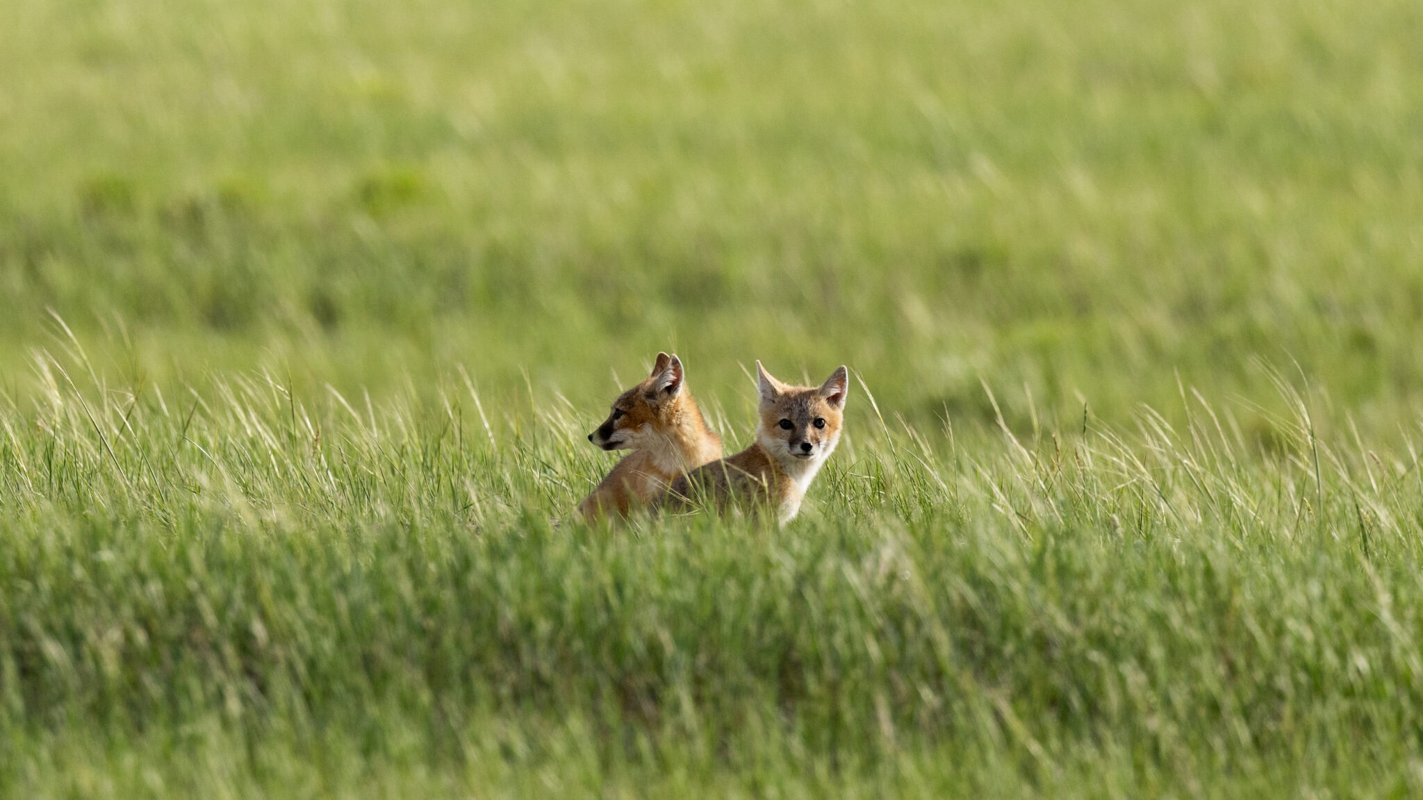 Backdrop for The Return of Nóouhàh-Toka’na