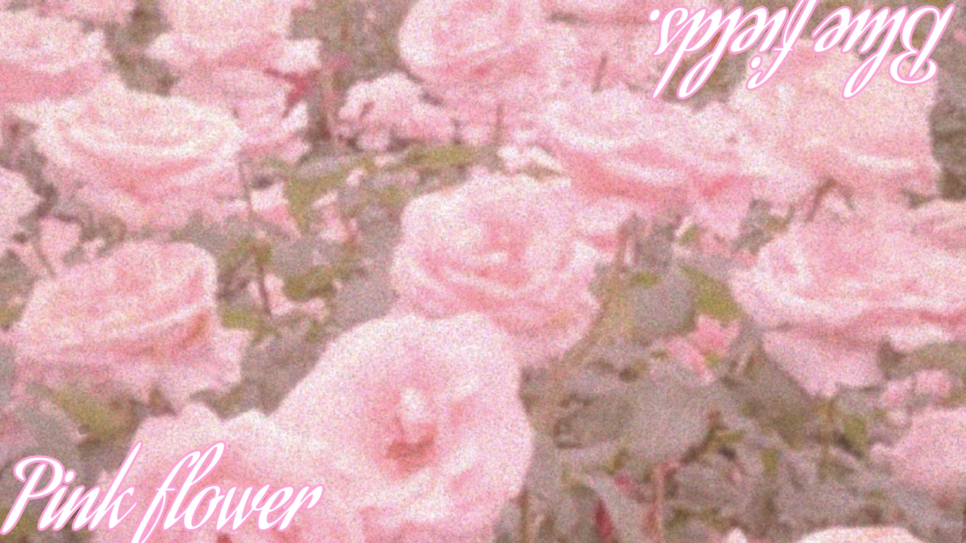 Backdrop for Flores rosas em meio aos campos azuis.