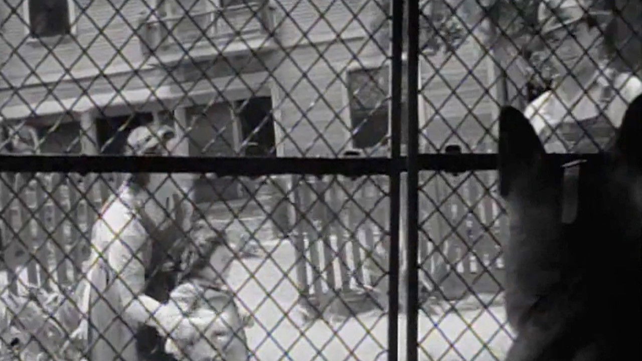 Backdrop for Killer Dog