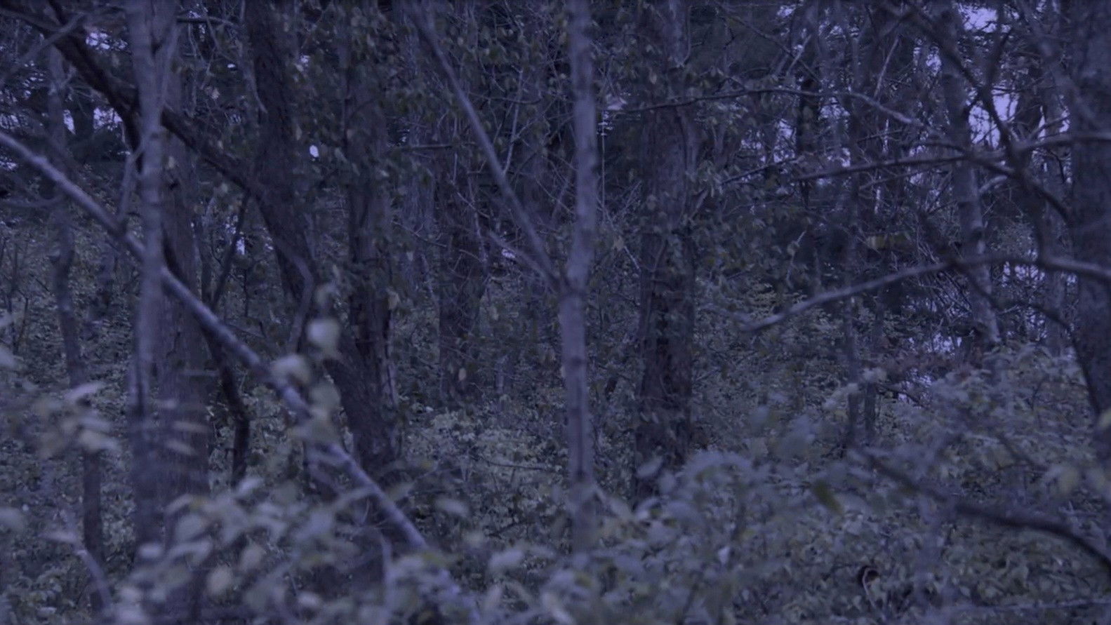 Backdrop for Sometime, Somewhere, in Bellwood