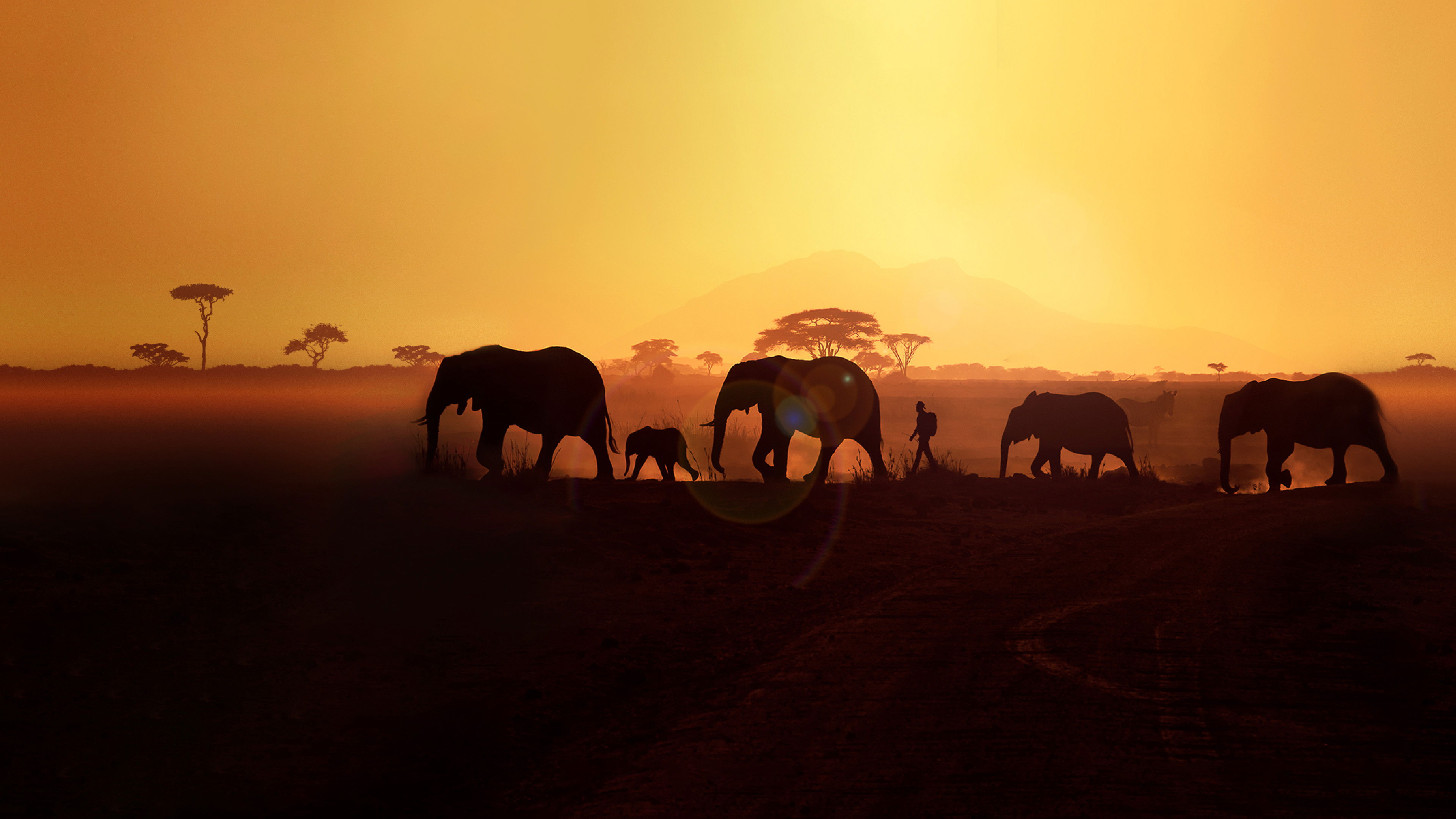 Backdrop for Walking With Elephants