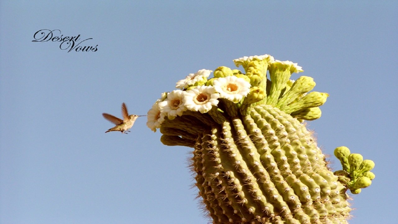 Backdrop for Desert Vows