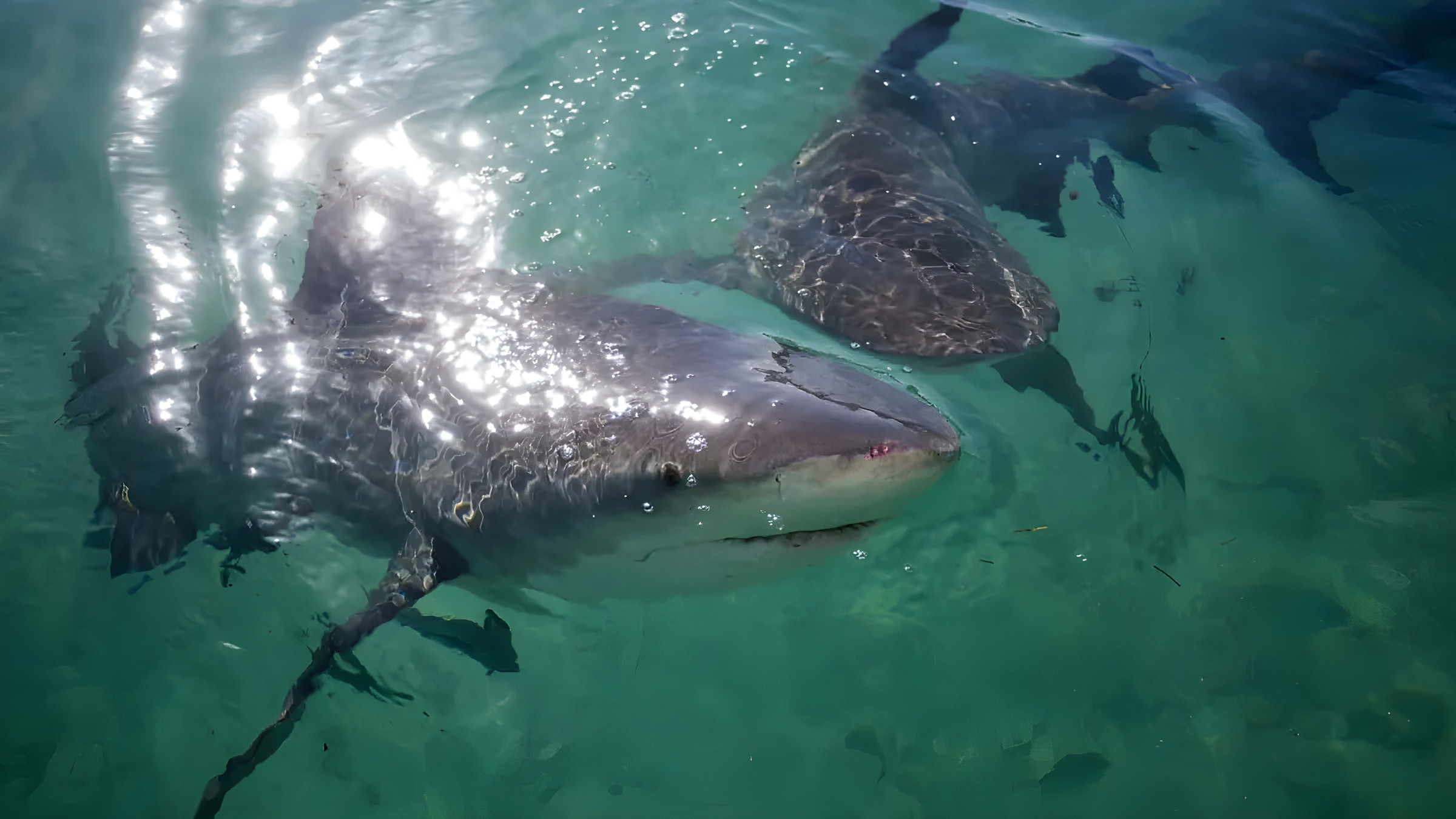 Backdrop for Jungle Shark