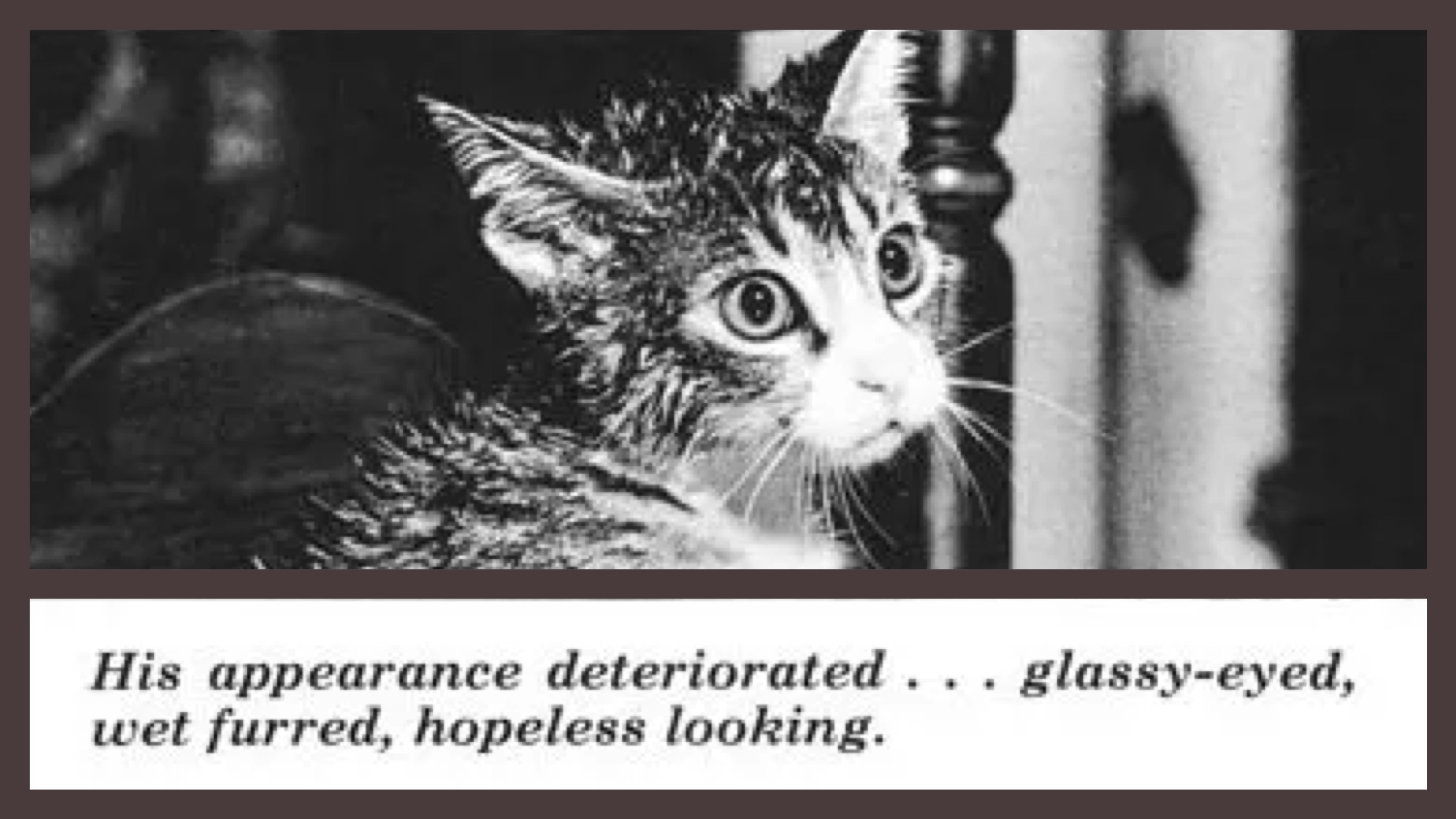 Backdrop for The Cat That Drank and Used Too Much