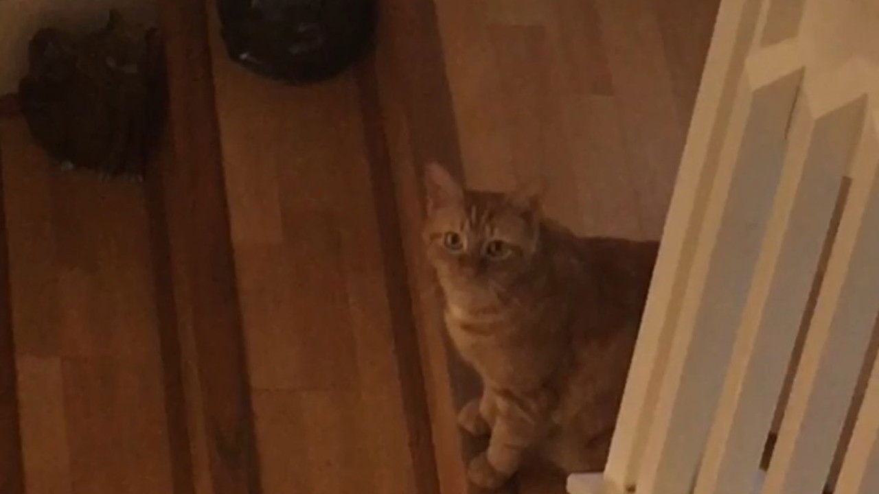 Backdrop for The Adventures of Murphy the Cat #5