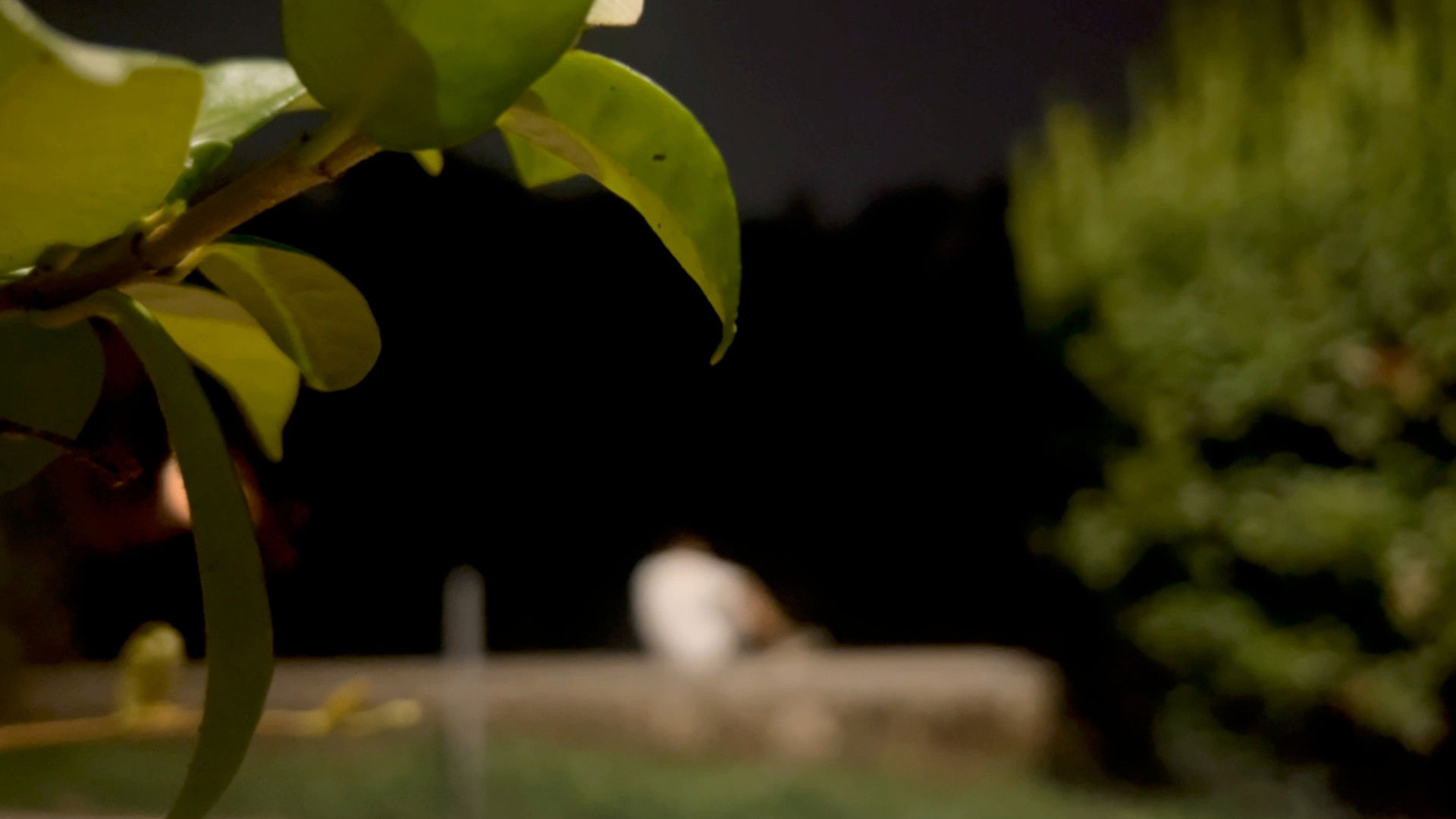 Backdrop for CONDENSAZIONE