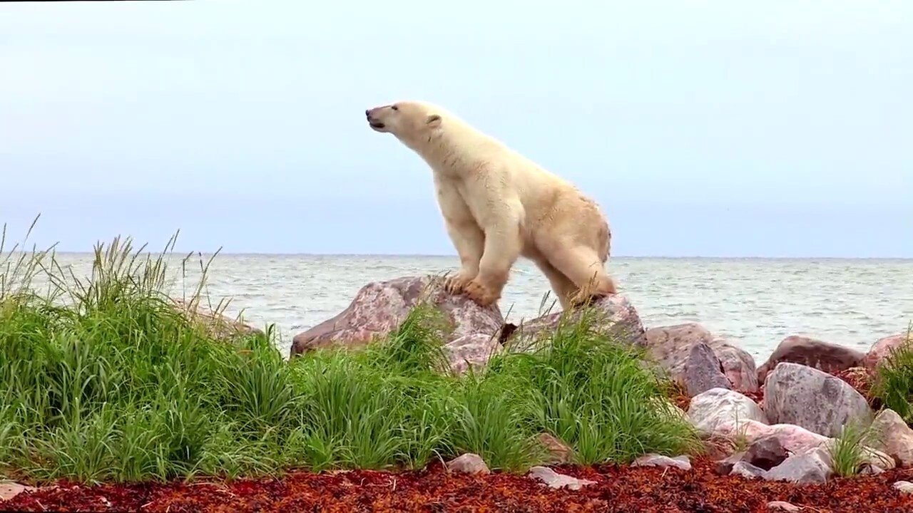 Backdrop for Polar Bears: A Summer Odyssey