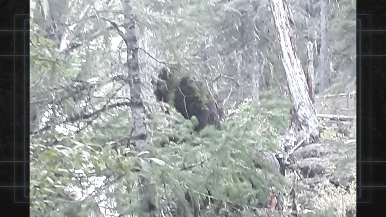 Backdrop for Bigfoot Evidence: Oregon