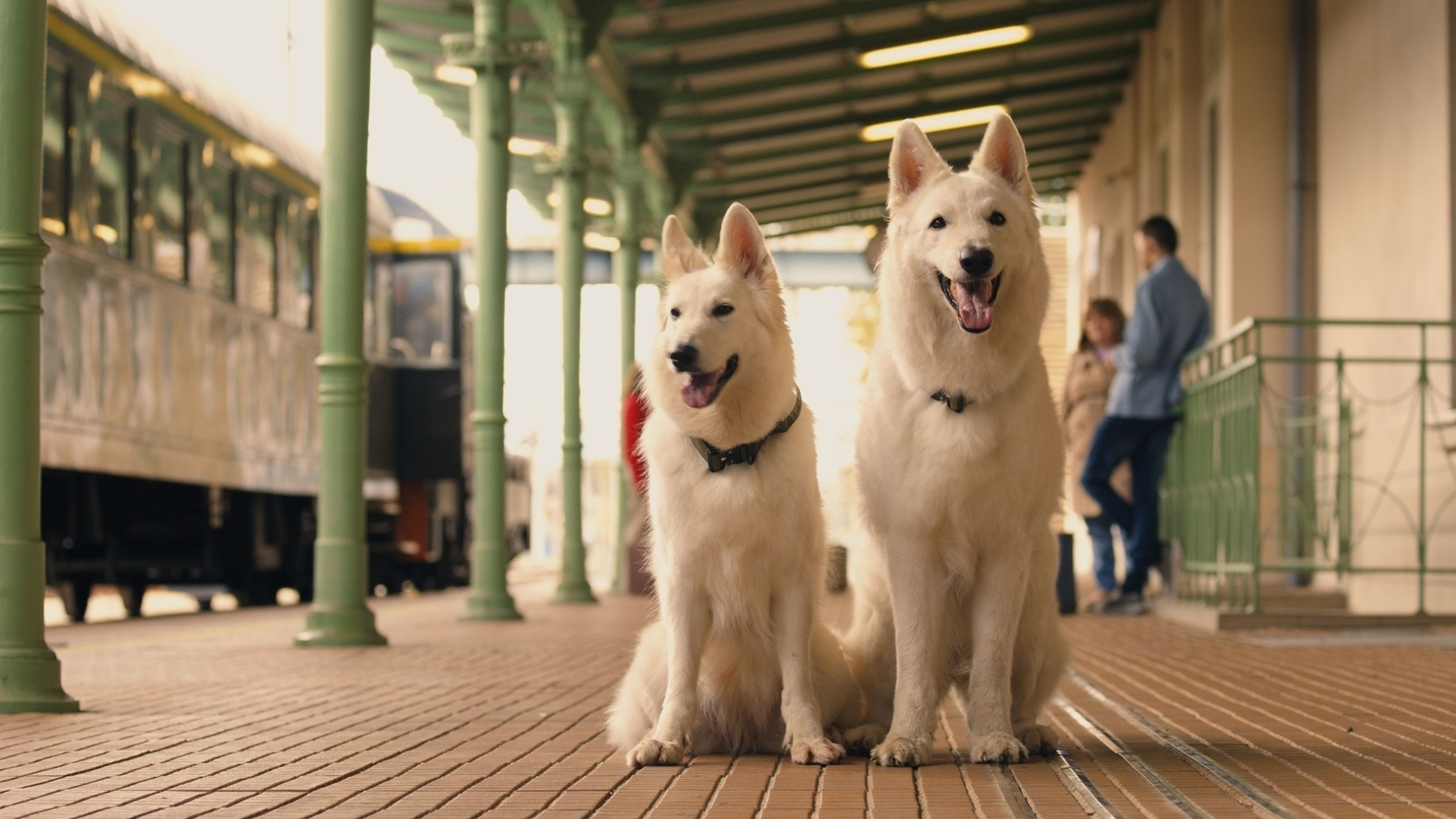 Backdrop for The Travelling Dog 2