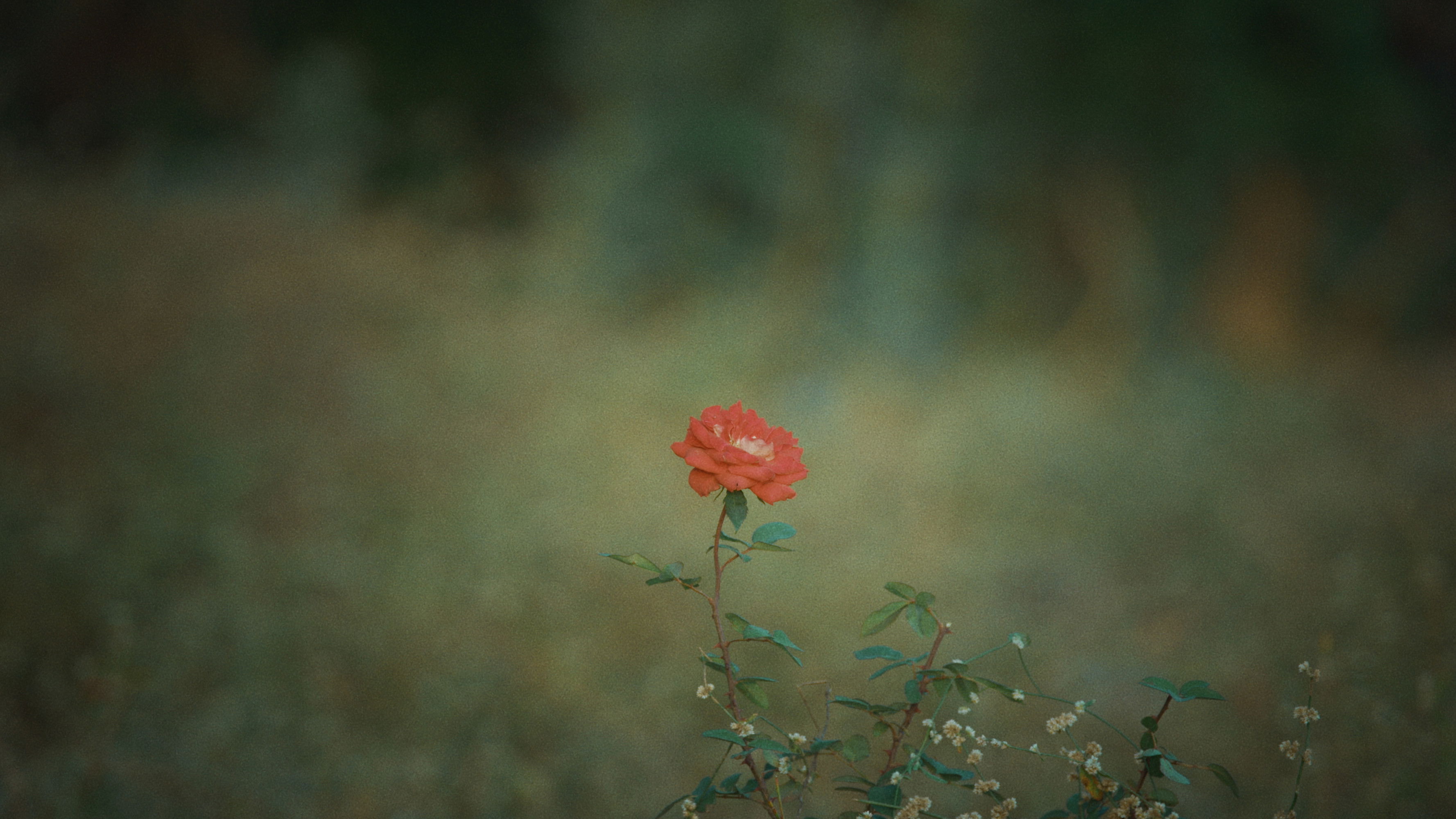 Backdrop for The Merchant of Vinashna