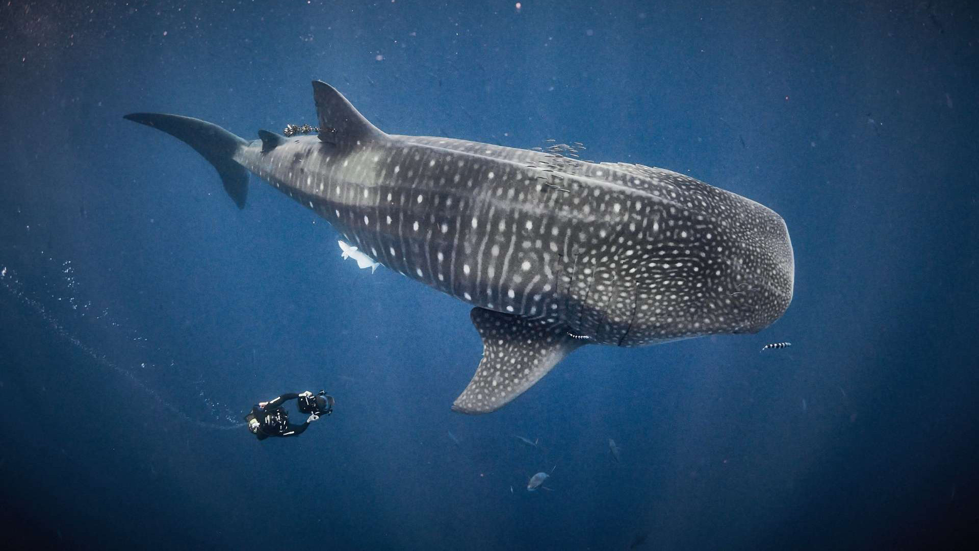 Backdrop for For the Love of Sharks