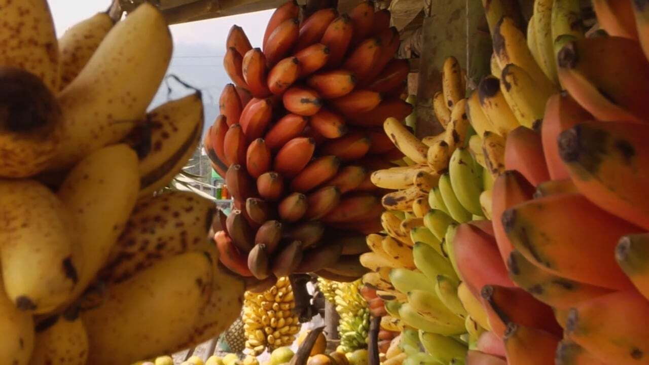 Backdrop for Banana Land: Blood, Bullets & Poison