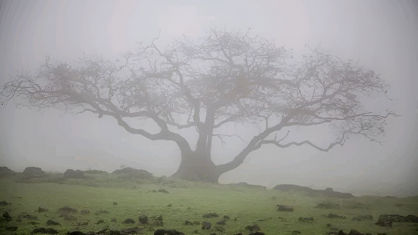 Backdrop for Mani Petha Brath Nest
