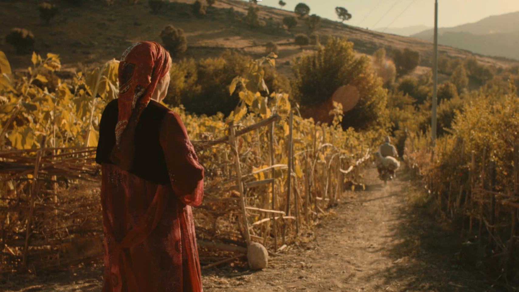 Backdrop for Transient Happiness