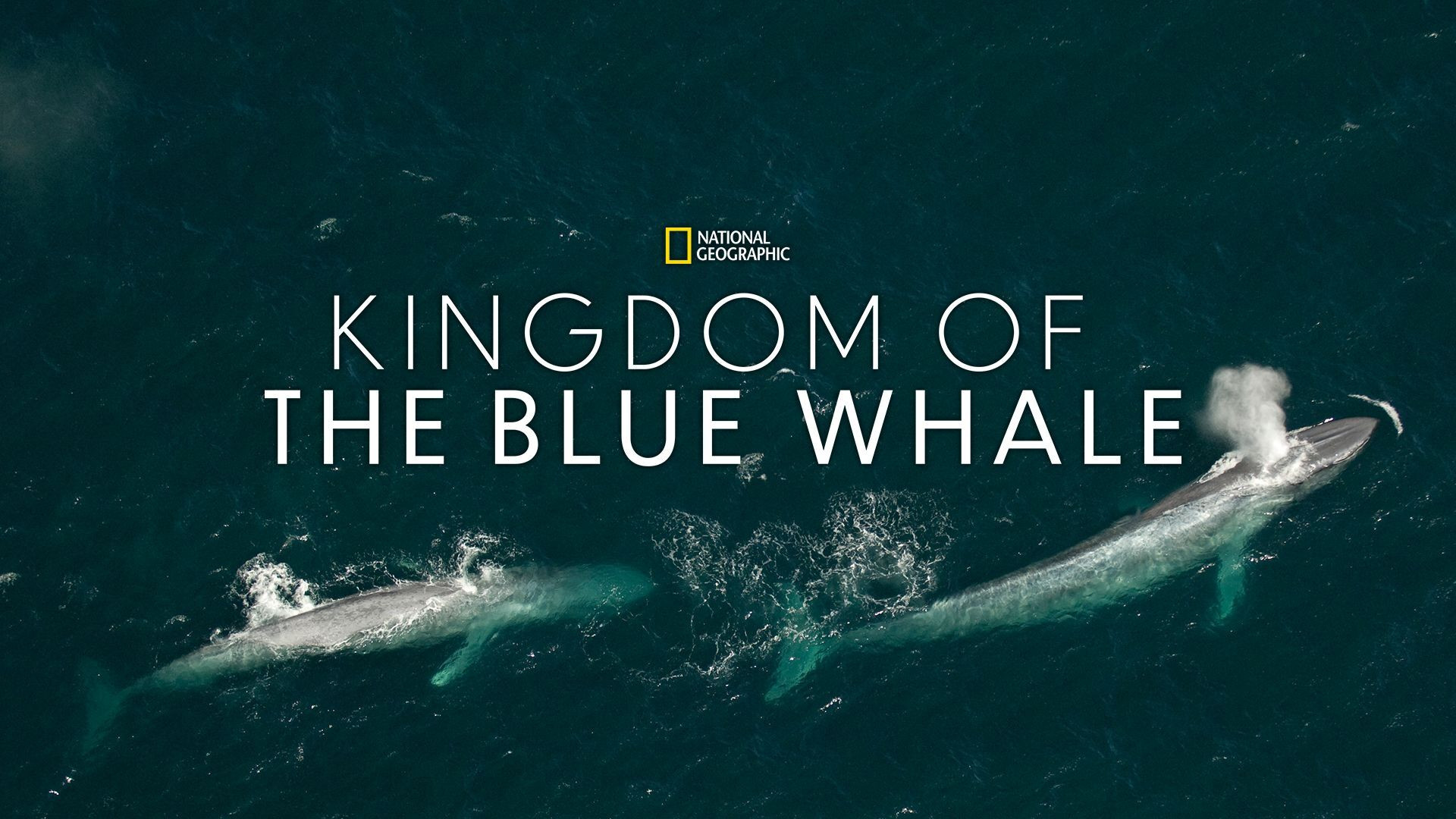 Backdrop for Kingdom of the Blue Whale