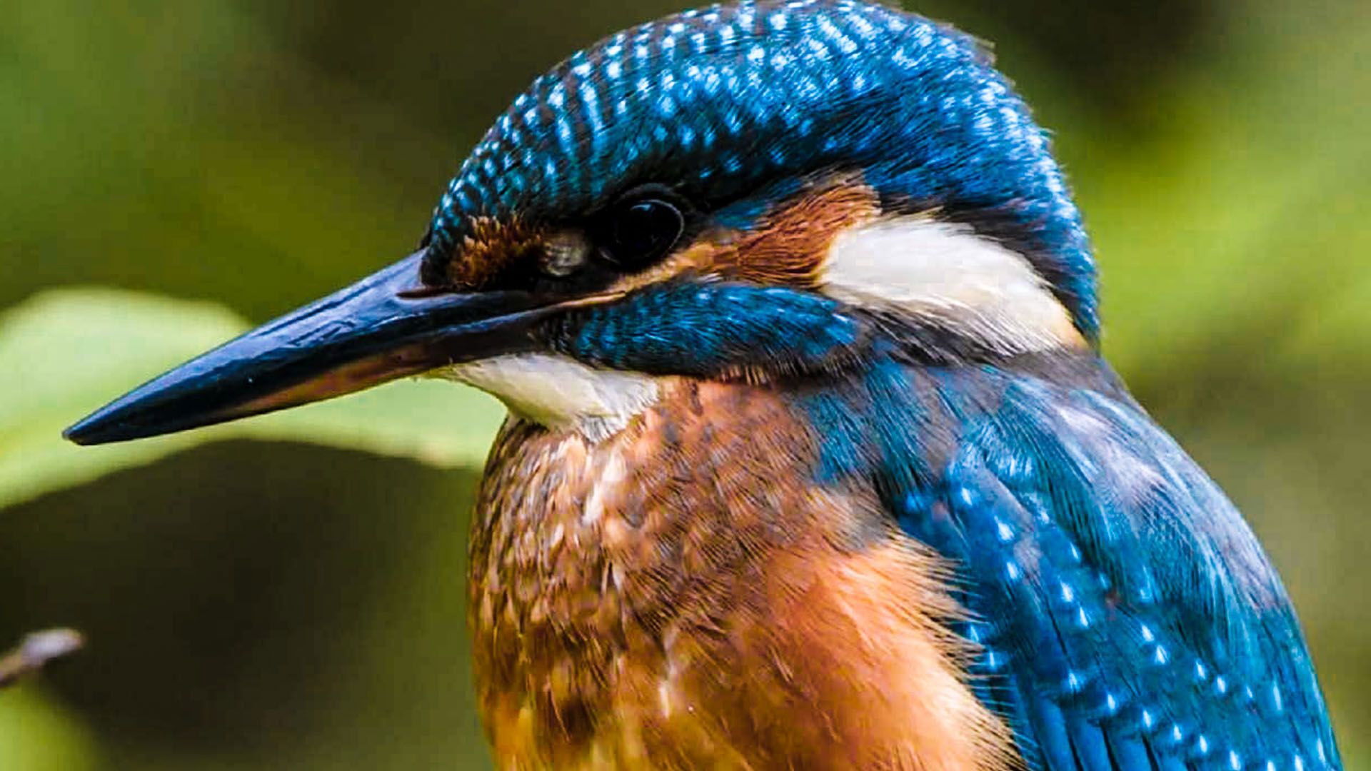 Backdrop for Secret Life of the Forest