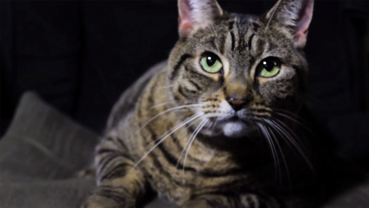 Backdrop for A Meowy Christmas