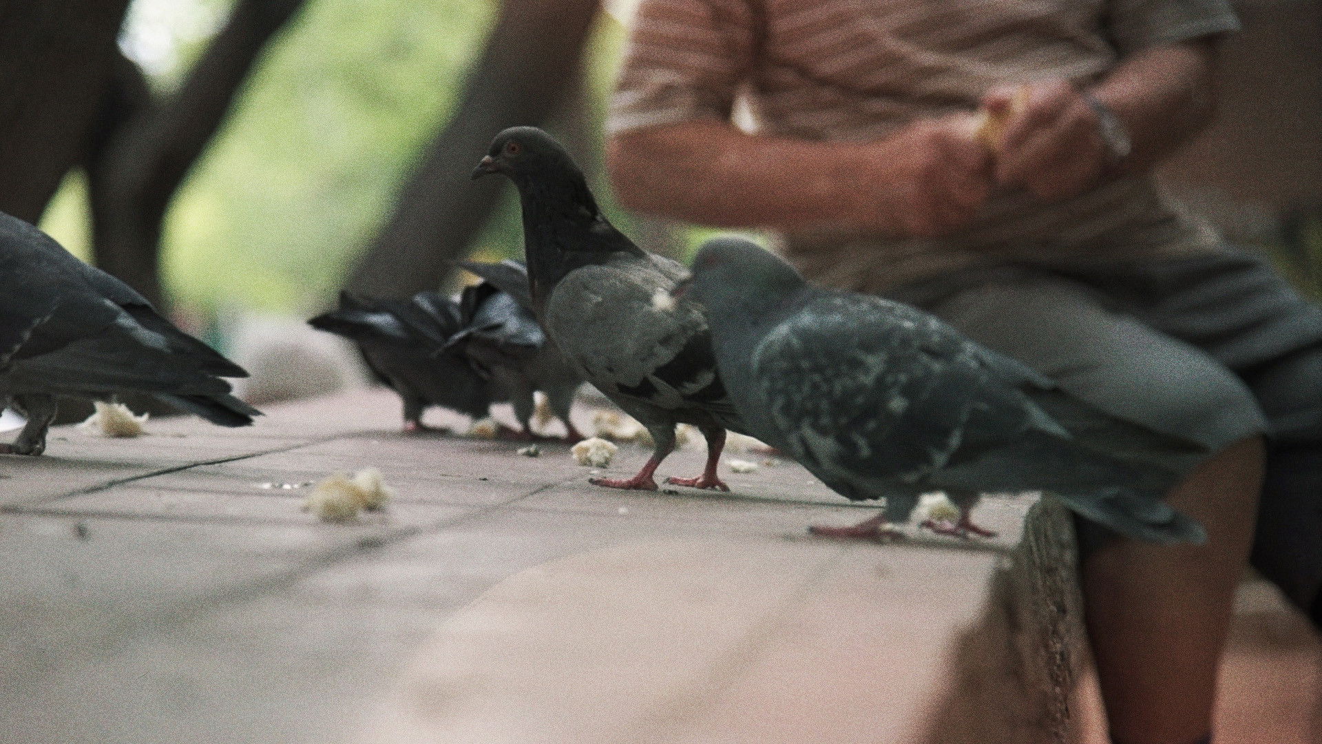 Backdrop for Buscando al Hombre Paloma