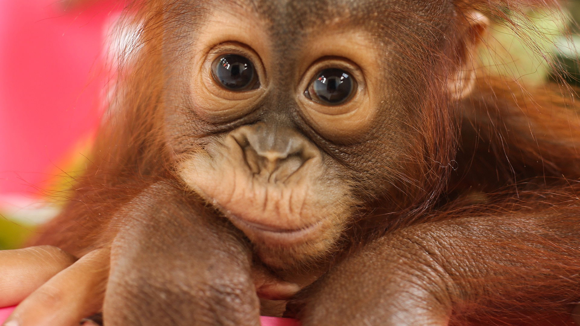 Backdrop for Disenchanted Forest