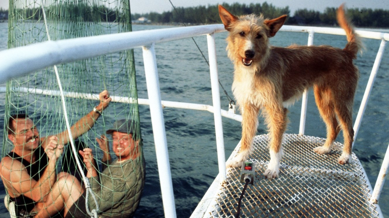 Backdrop for Zeus & Roxanne